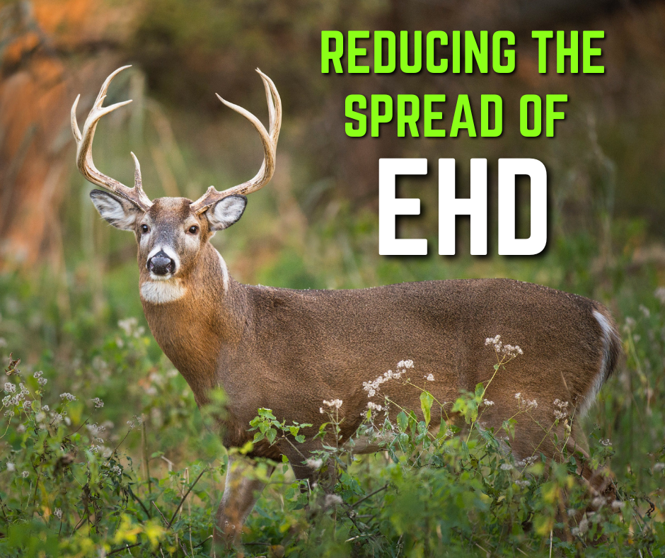 Strategies to Reduce the Spread of EHD