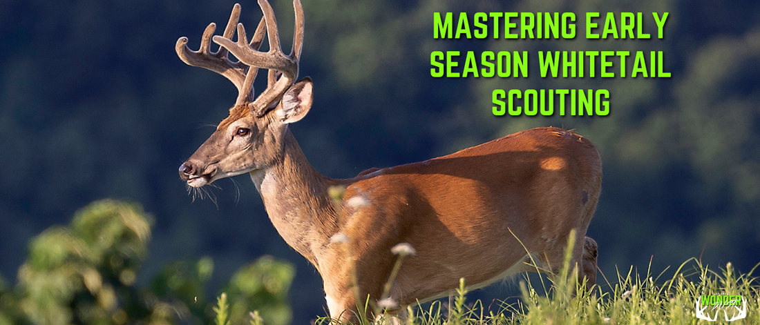 Mastering Early Season Whitetail Scouting: Your Ultimate Guide